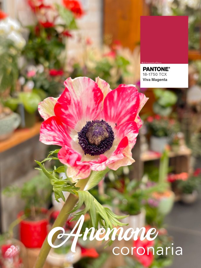 Fleurs de février photo 14